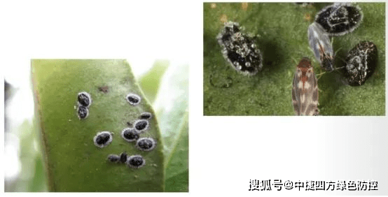 高中蜂背苹果版
:黑刺粉虱的防治方法-第1张图片-太平洋在线下载