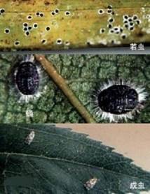 高中蜂背苹果版
:黑刺粉虱的防治方法-第2张图片-太平洋在线下载