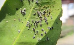 高中蜂背苹果版
:黑刺粉虱的防治方法-第4张图片-太平洋在线下载