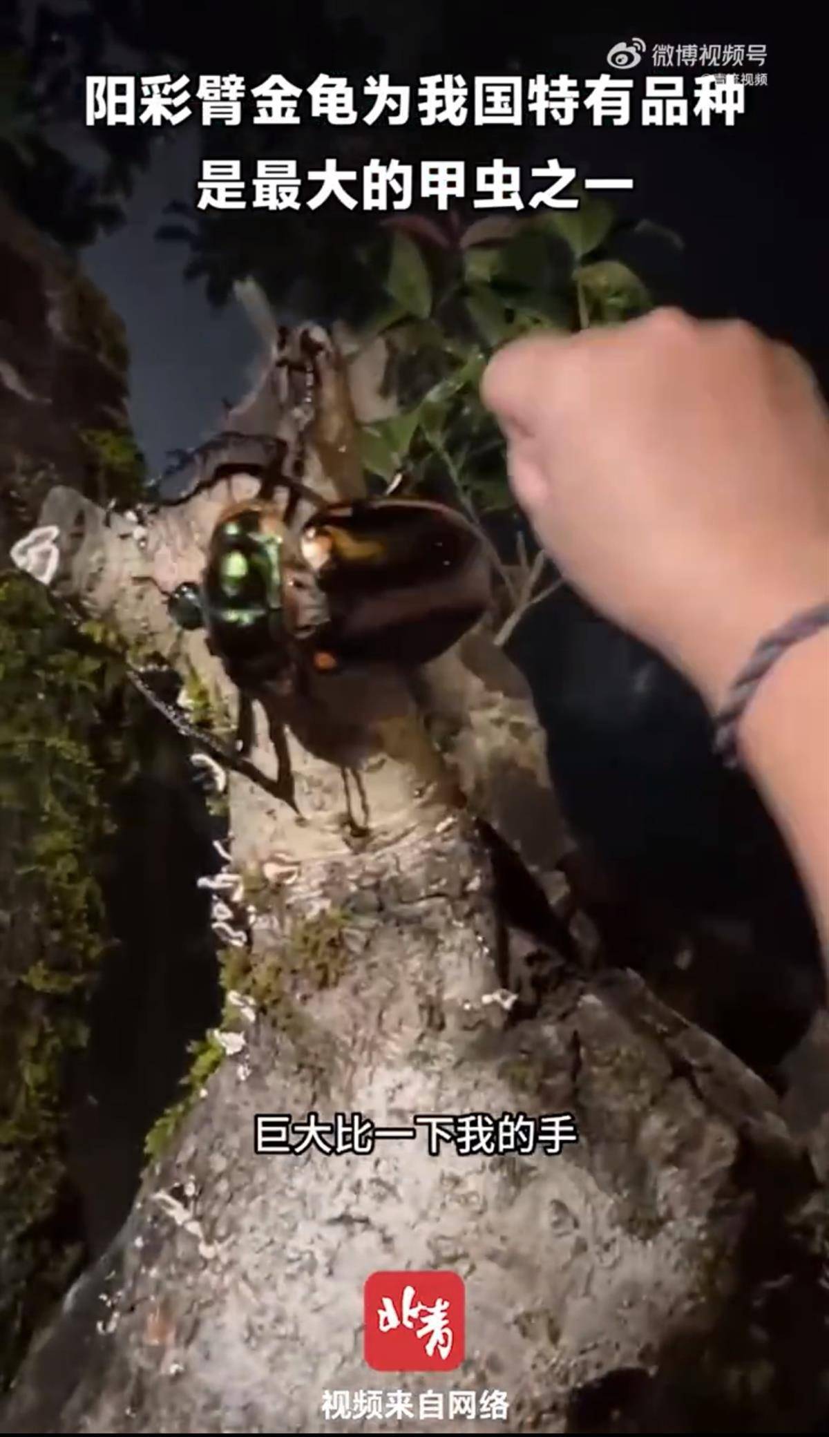 4名小学生发现41年前曾灭绝的甲虫：系阳彩臂金龟，警方点名表扬！