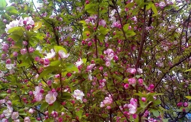 花倚苹果版花语直播苹果版