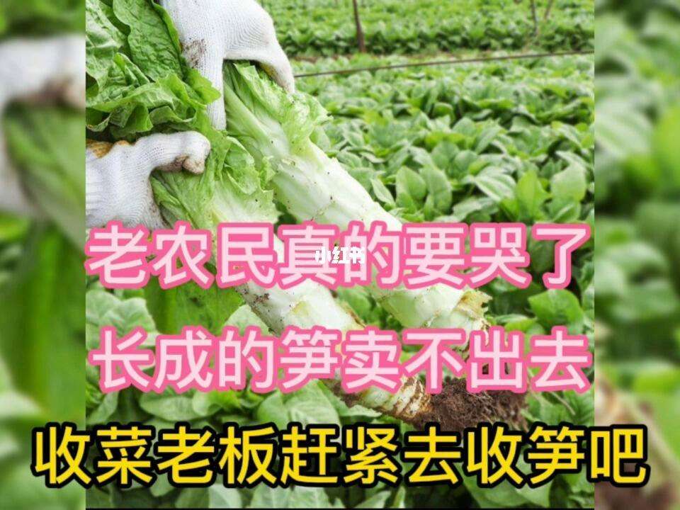 老板收菜官方客户端哗啦啦手机客户端老板通-第2张图片-太平洋在线下载